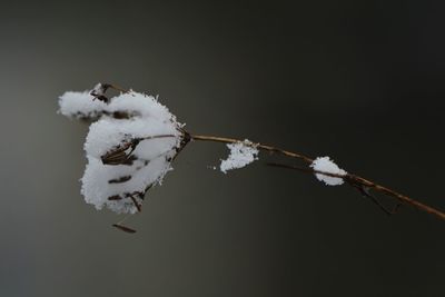 Close-up of snow