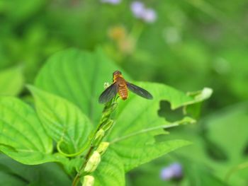 Insects in the green leaf background