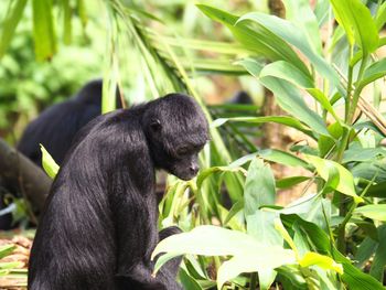 Close-up of monkey on tree