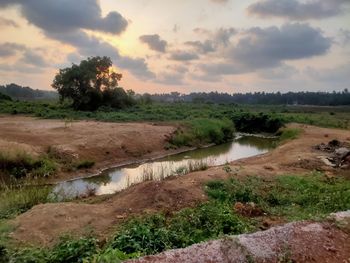 Scenic view of trees on field against sky