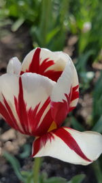 Close-up of white flowers blooming outdoors