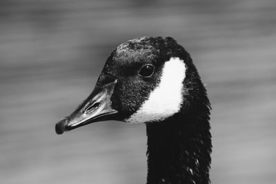 Close-up of canada goose