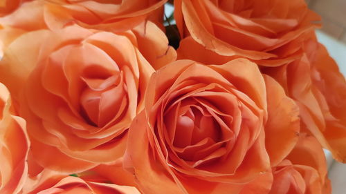 Full frame shot of rose bouquet