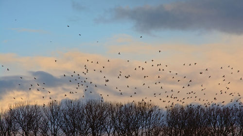 Flock of birds flying in sky