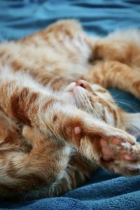 Close-up of cat sleeping on bed