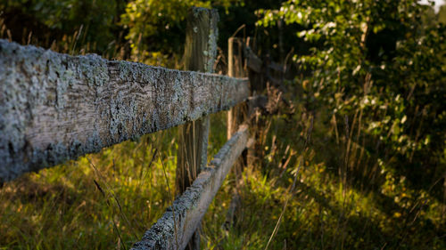 Close-up of railing by trees in forest
