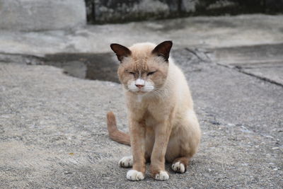 Portrait of cat looking away