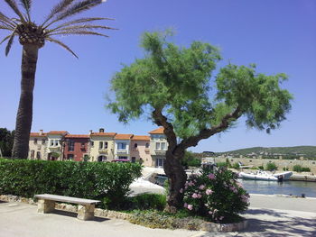 Trees growing by sea against clear blue sky