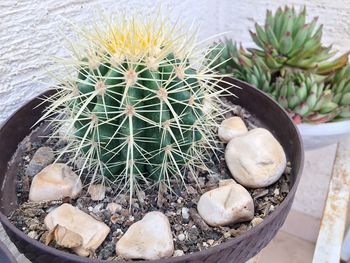 High angle view of succulent plant on rock