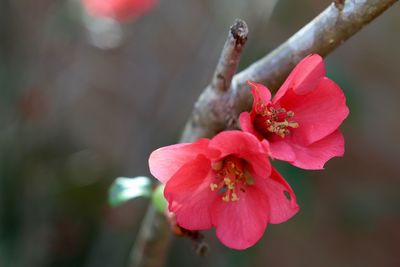 Close-up of pink flowers