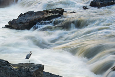 Rushing rapids at mather gorge near washington dc