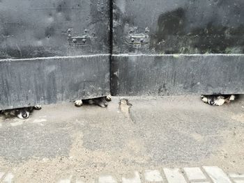 High angle view of dogs hiding below gate