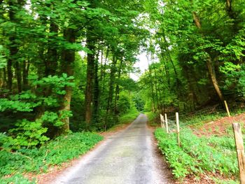 Empty road amidst trees in forest