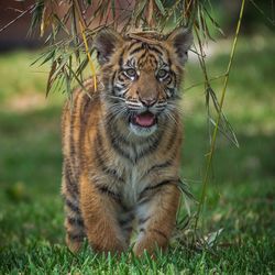 Tiger walking on grassy field