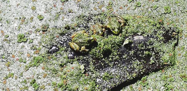 High angle view of lizard on field