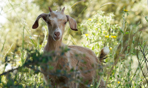 Portrait of an animal on field