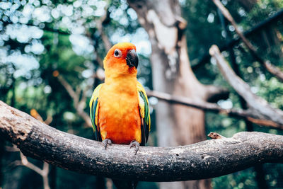 Close-up of parrot perching on branch