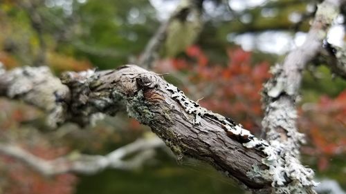 Close-up of lichen on tree trunk