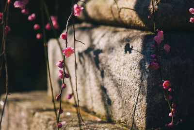 Close-up of cherry blossoms against stone