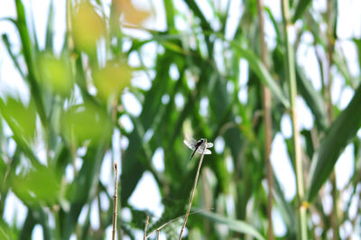 Close-up of insect on plant