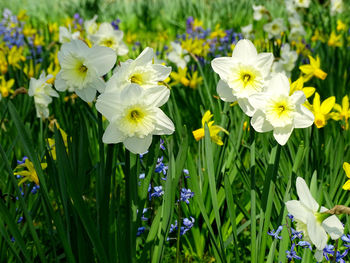 Close-up of white flowering plants on field