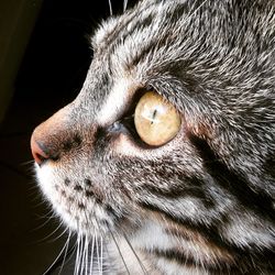 Close-up of a cat looking away