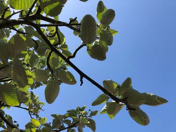 Low angle view of leaves against clear blue sky