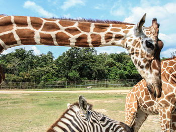 Giraffe in zoo