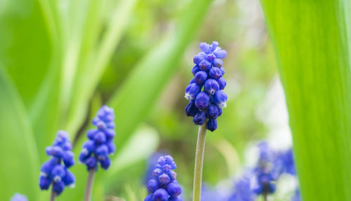 Close-up of purple flowers blooming outdoors