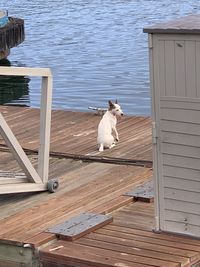 High angle view of dog sitting on wood