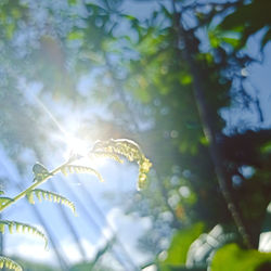 Low angle view of sunlight streaming through tree