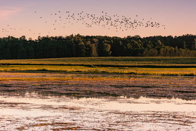 Flock of birds flying over land against sky