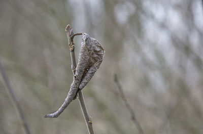 Close-up of a plant on branch