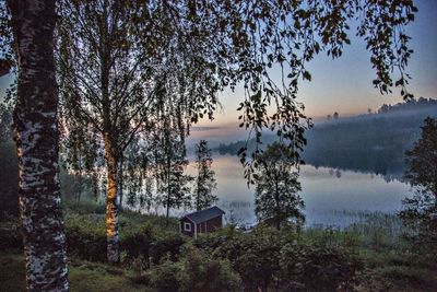 Reflection of trees in water