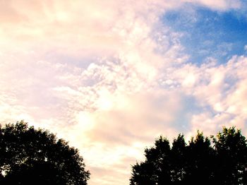 Low angle view of trees against sky