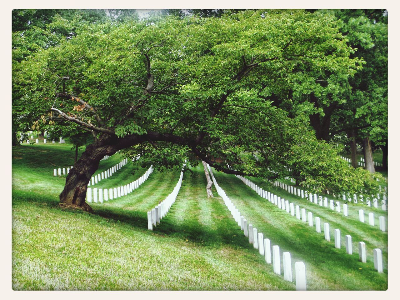 Arlington National Cemetary