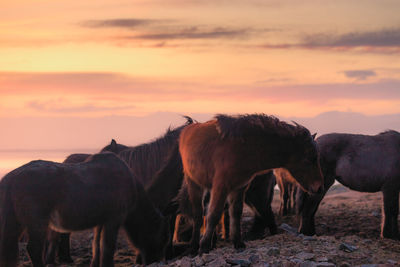 Horses on land against sky