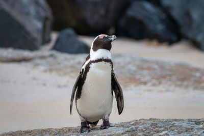 African penguins at seaforth beach colony in cape town, south africa