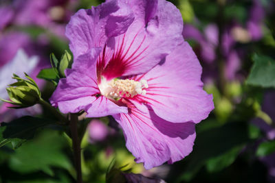 Close-up of pink flower blooming outdoors