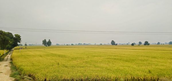 Scenic view of agricultural field against sky