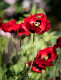 Close-up of red poppy blooming outdoors