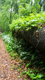 Plants and trees in forest