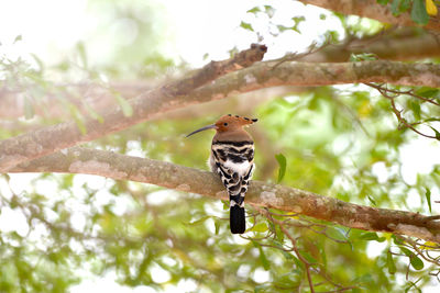 Bird perching on a branch