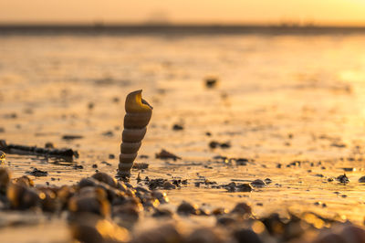 View of crab on beach during sunset