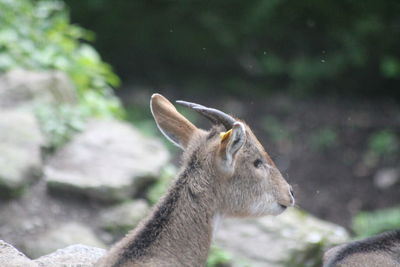 Close-up of deer