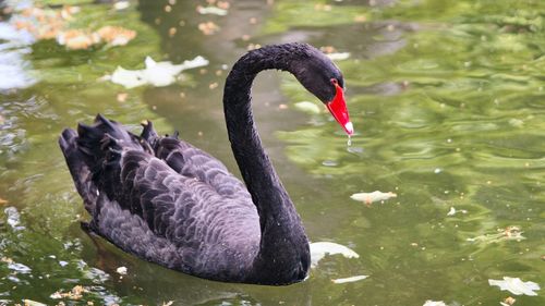 Swan swimming in lake