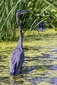Heron in a lake