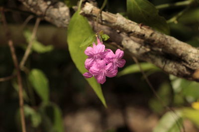 Close-up of pink flowers