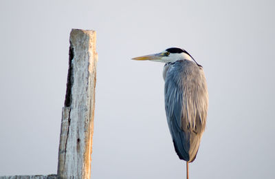 Close-up of grey heron