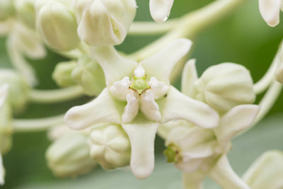 Close-up of white flowering plant